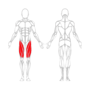 QUADRICEPS - Gamme Evolution