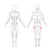ABDUCTEURS - Gamme Evolution