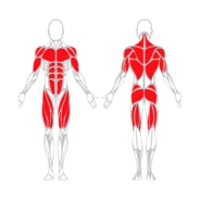 DOUBLE POULIE RÉGLABLE - Gamme Evolution