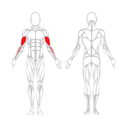 BICEPS - Gamme Evolution