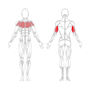 DIPS ASSIS - Gamme Evolution