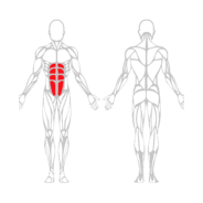 ABDOMINAUX HAUTS - Gamme Evolution