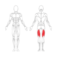 LEG CURL ASSIS - Gamme Evolution