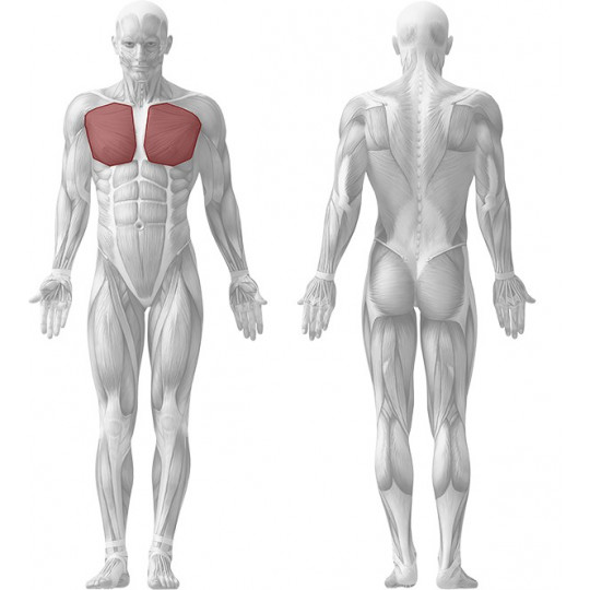 PECTORAUX INCLINE CONVERGENT