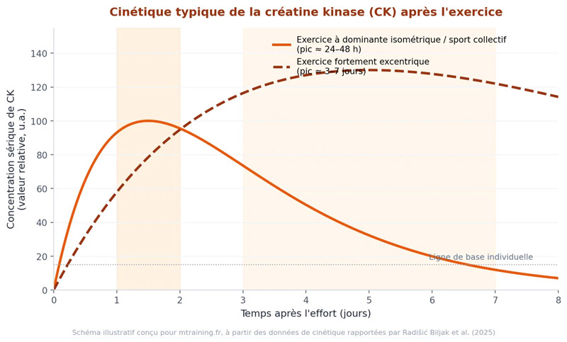 Schéma de la cinétique typique de la créatine kinase après l'exercice